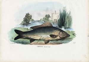 Carpa Comune, 1863-79 da Raimundo Petraroja